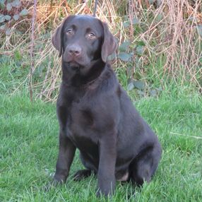 Gallery | Labrador Breeders | Labrador Puppies | Llanstinan Labradors UK