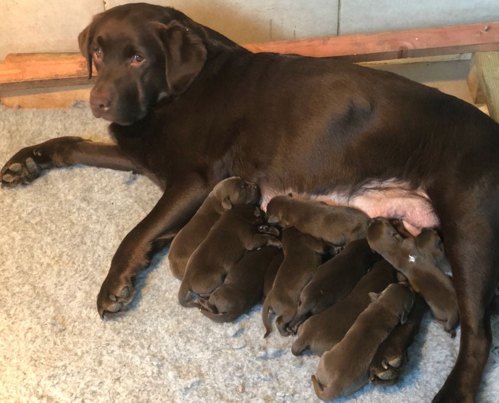 chocolate labrador puppies for sale